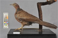 藏品(斑頸鳩)的圖片